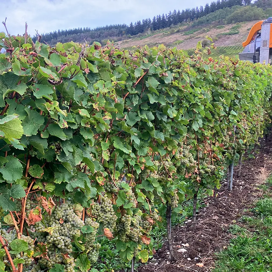 Weinrebe mit Vollernter