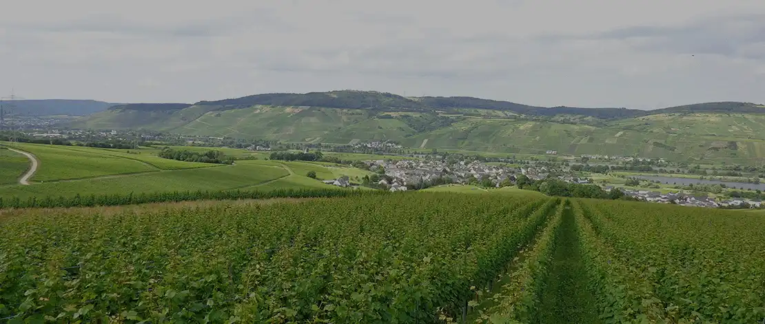 Weinlage Rioler Römerberg